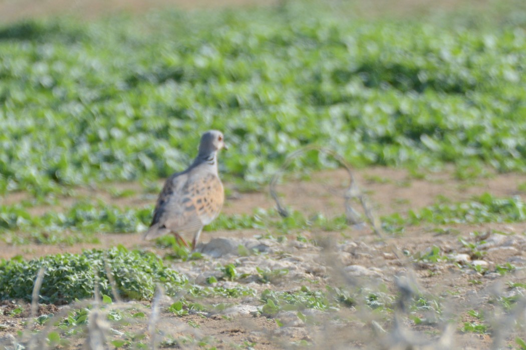 European Turtle Dove