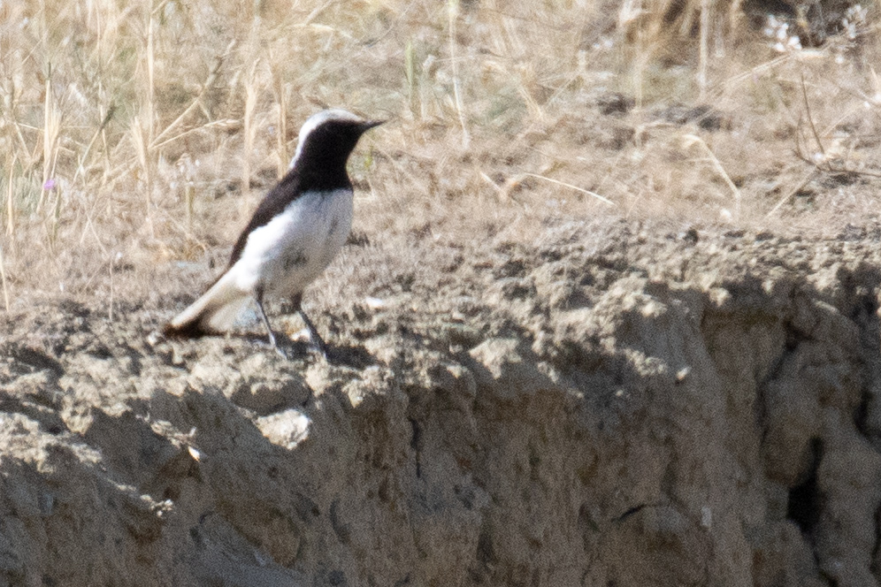 Finsch`s Wheatear