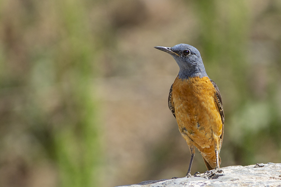 Common Rock Thrush