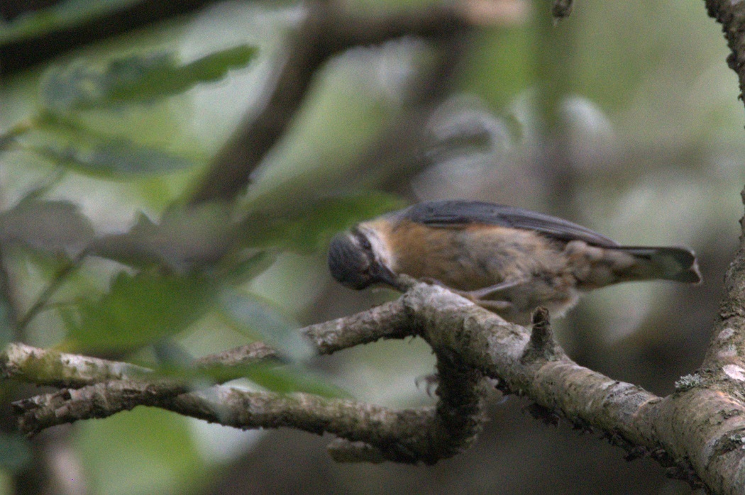 Eurasian Nuthatch