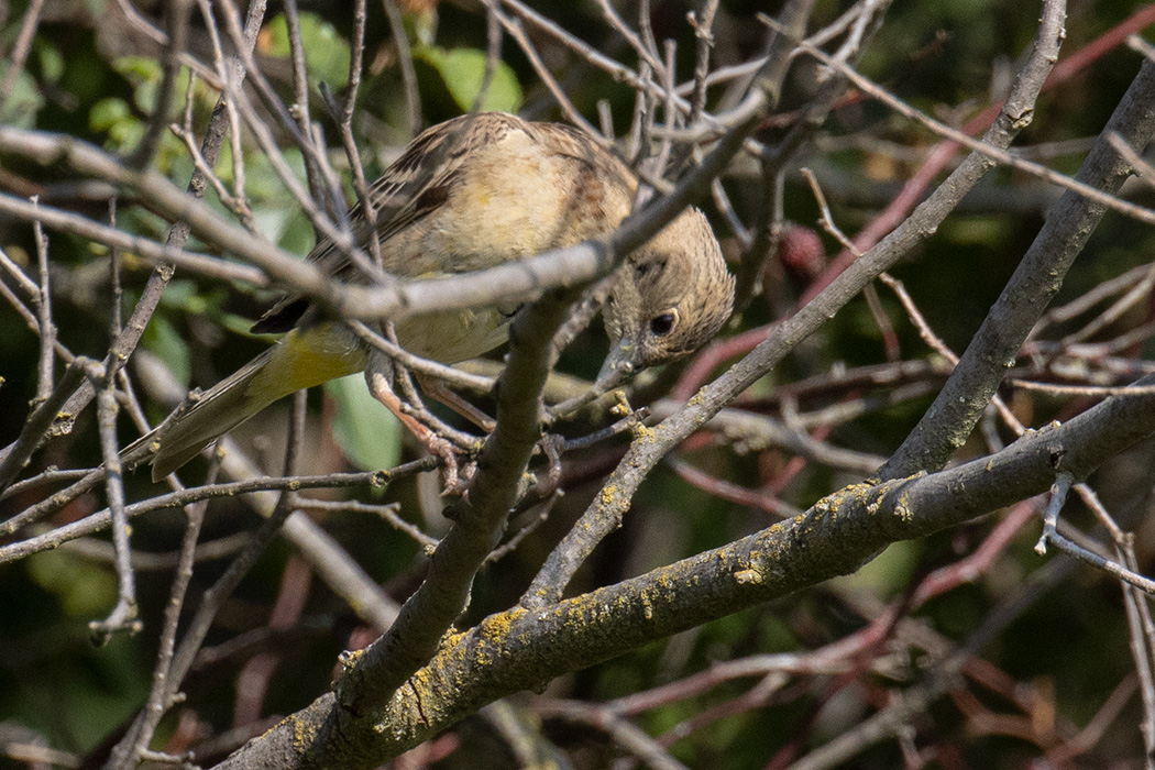 Black-headed Bunting