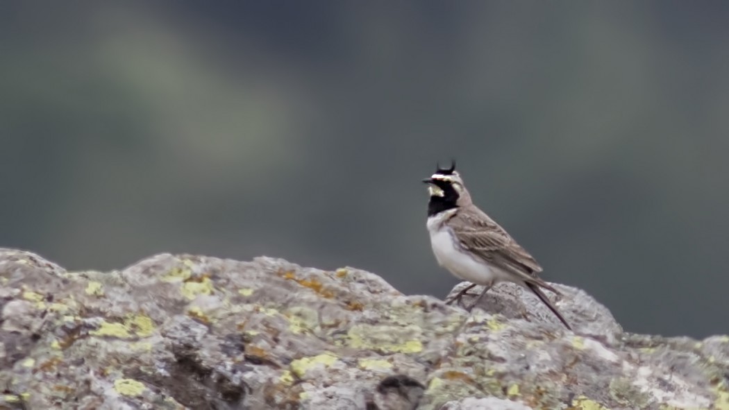 Horned Lark