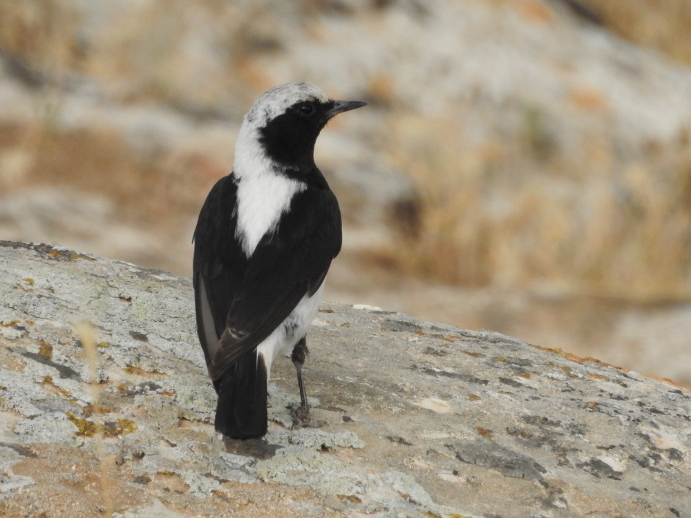 Finsch`s Wheatear