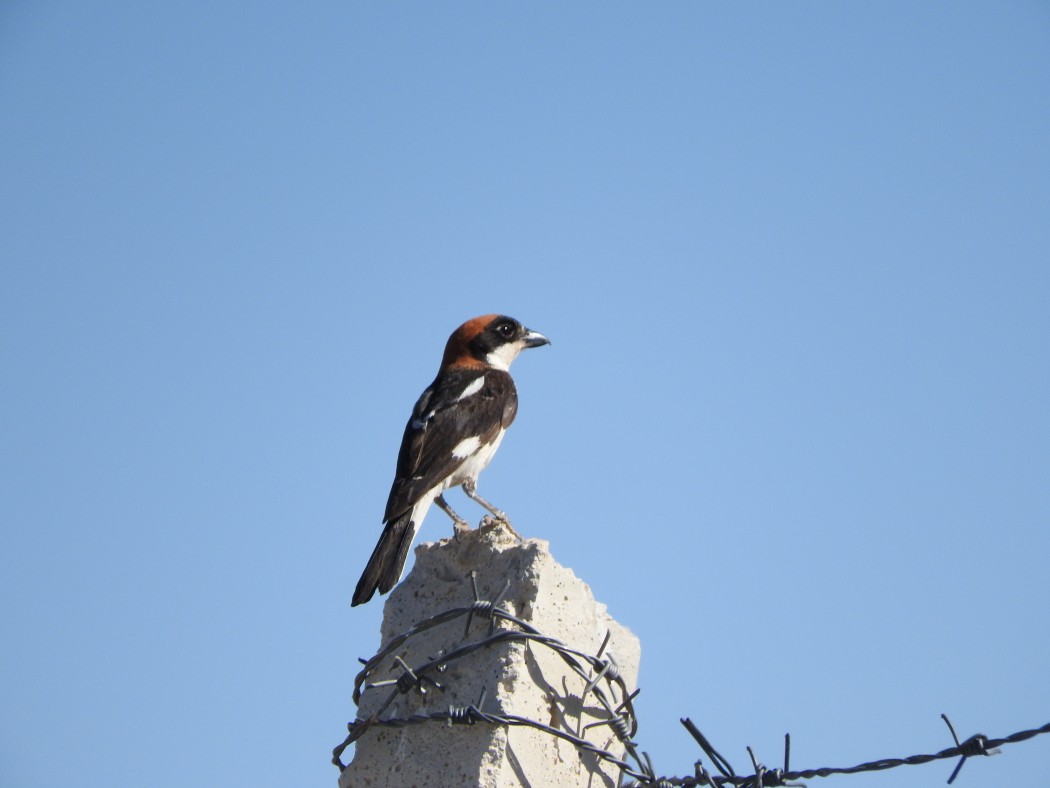 Woodchat Shrike