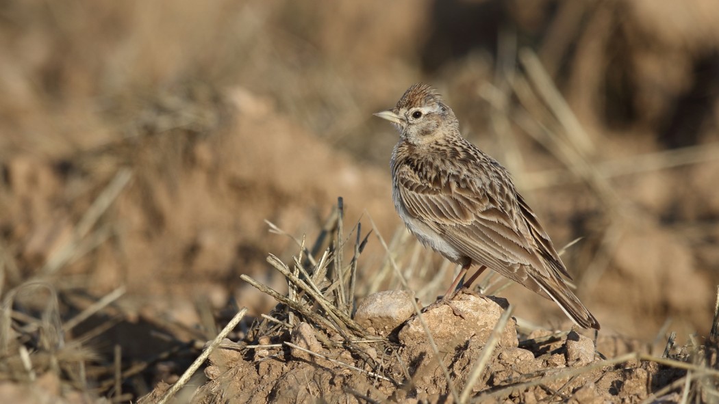 Greater Short-toed Lark