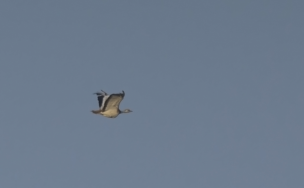 Great Bustard
