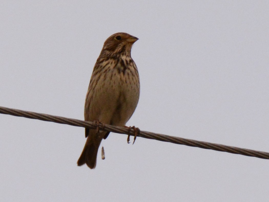 Corn Bunting