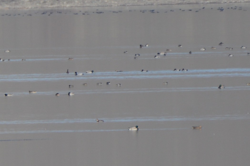 Eurasian Teal