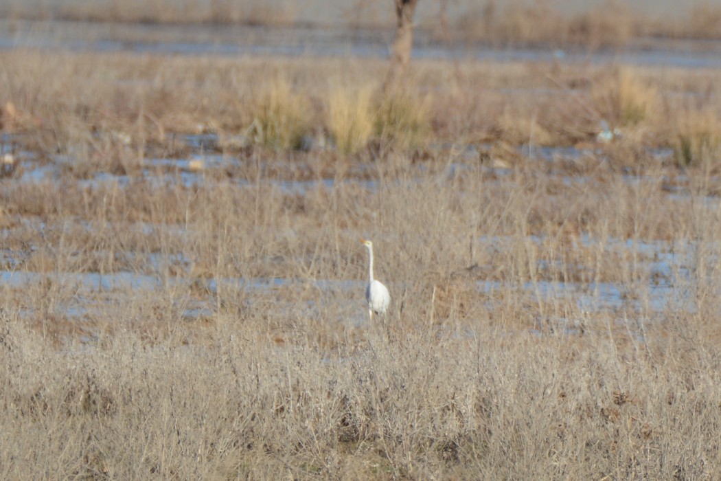 Great Egret
