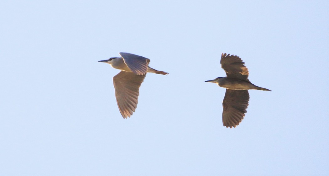 Black-crowned Night Heron