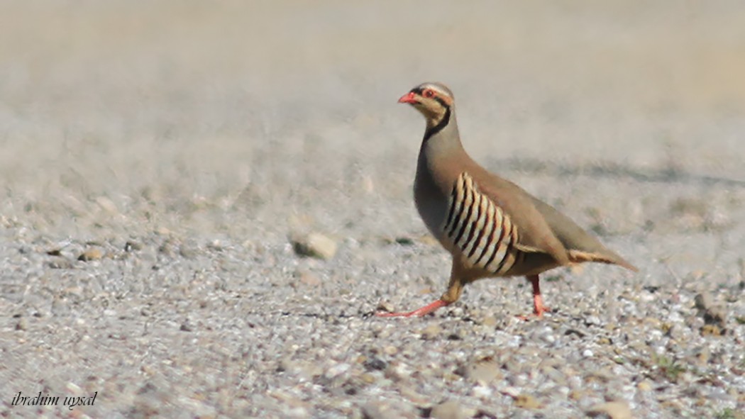 Chukar Partridge