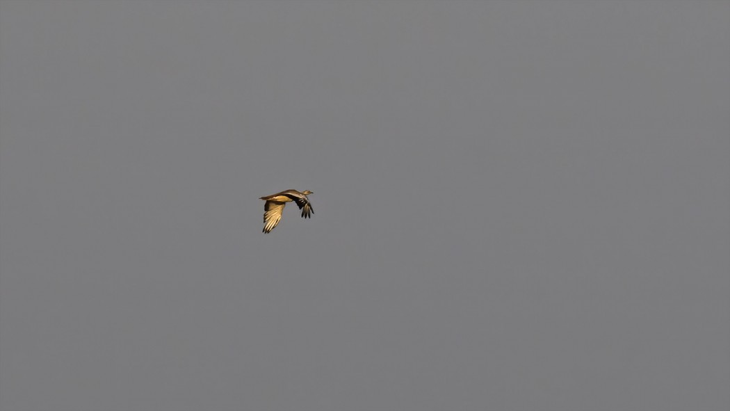 Great Bustard