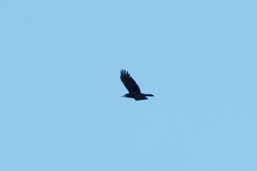 Rook
