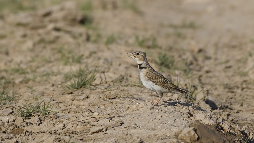 Calandra Lark