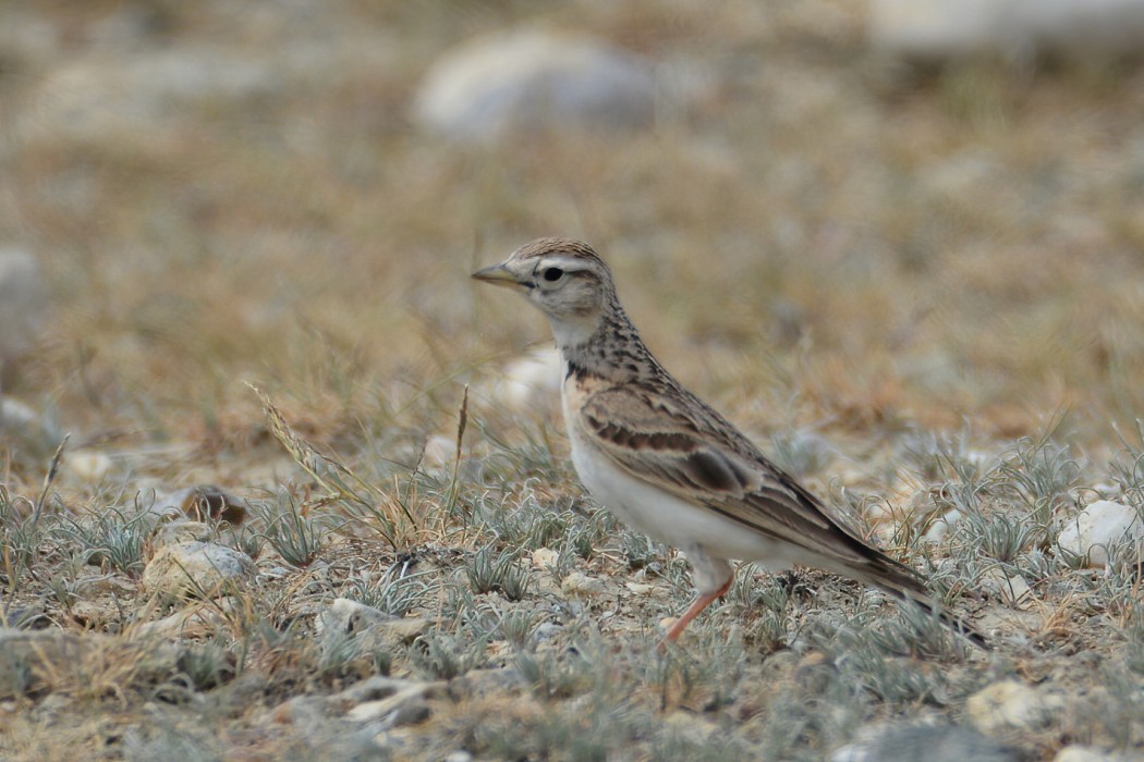 Greater Short-toed Lark