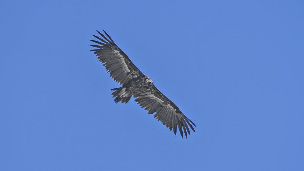 Cinereous Vulture