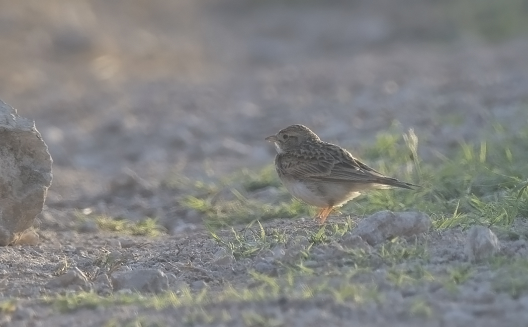 Greater Short-toed Lark