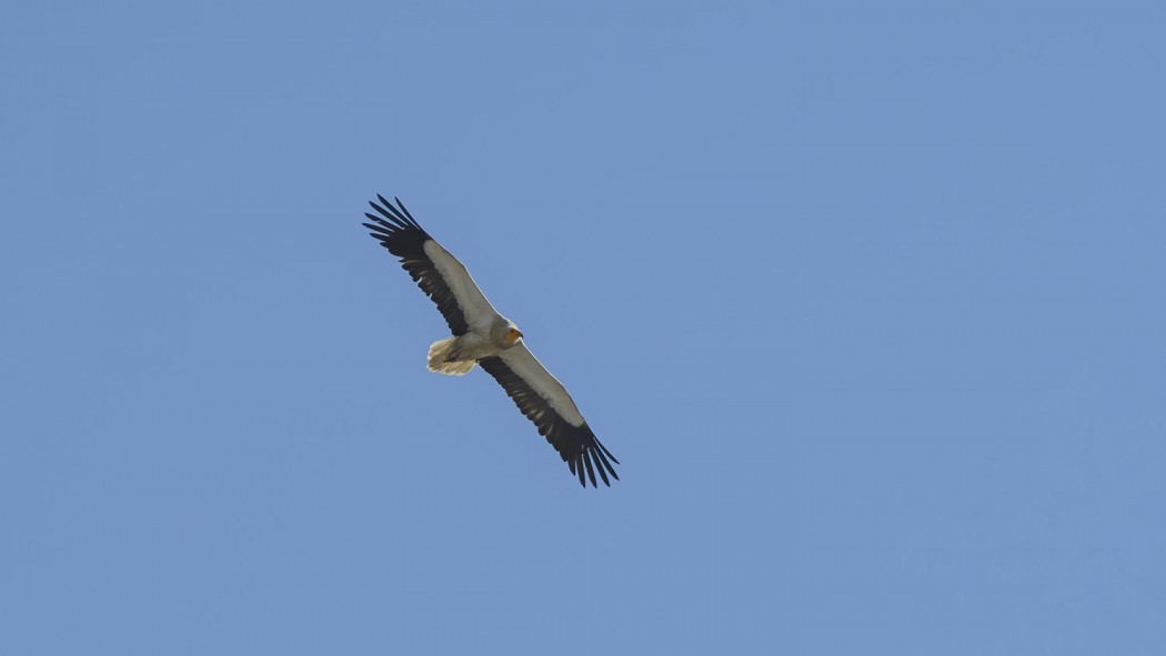 Egyptian Vulture