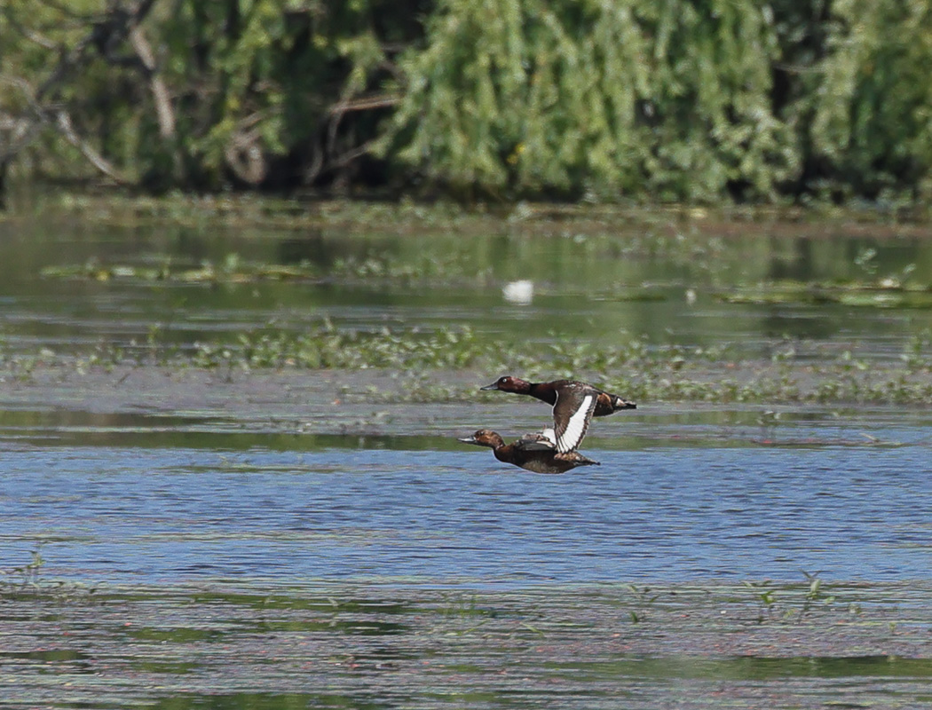 Ferruginous Duck