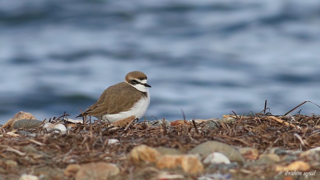 Kentish Plover