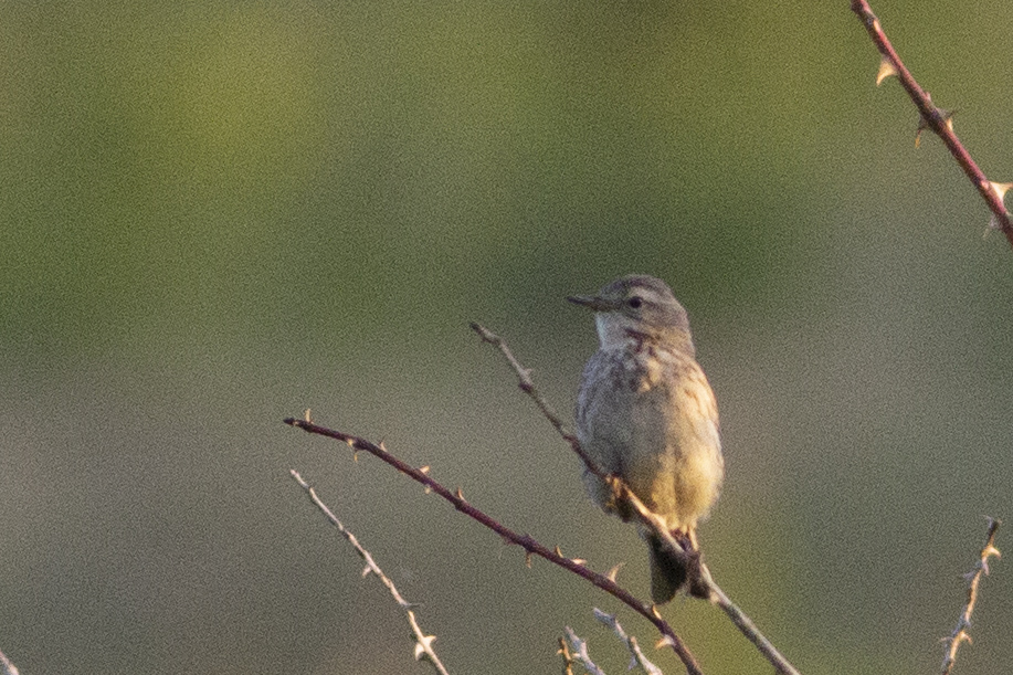 Water Pipit