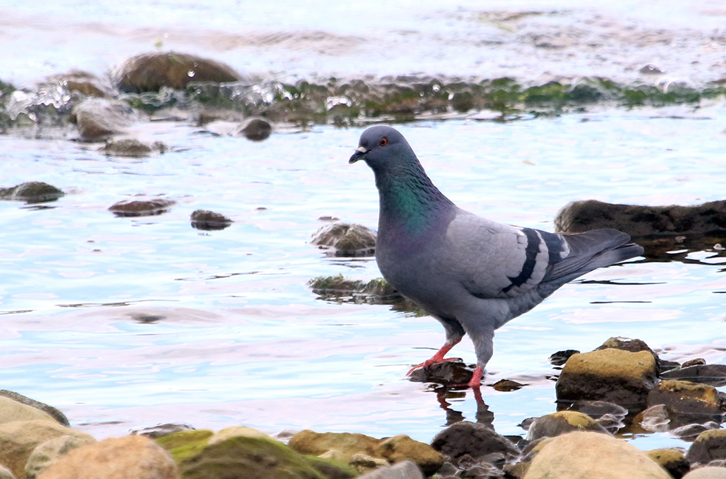 Rock Dove