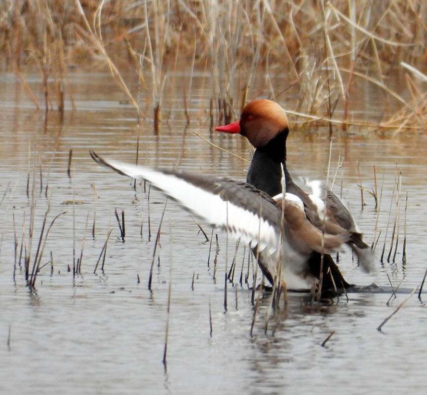 Red-crested Pochard