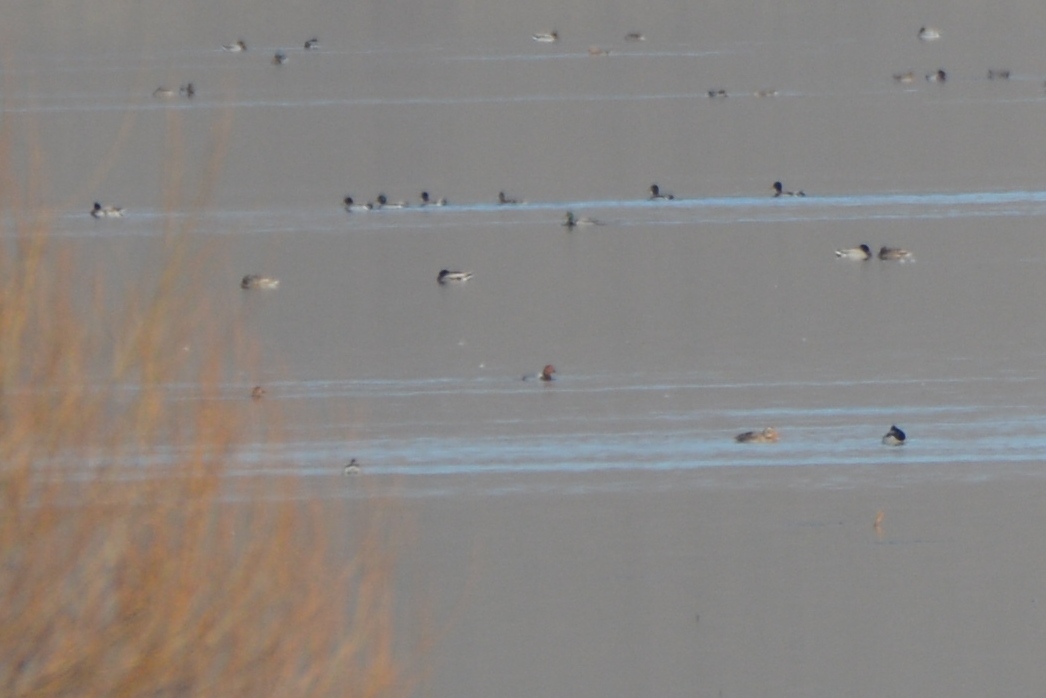 Common Pochard