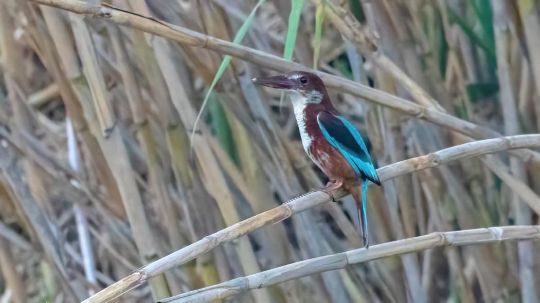 White-throated Kingfisher