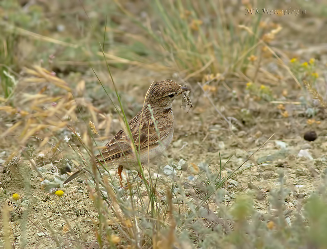 Greater Short-toed Lark