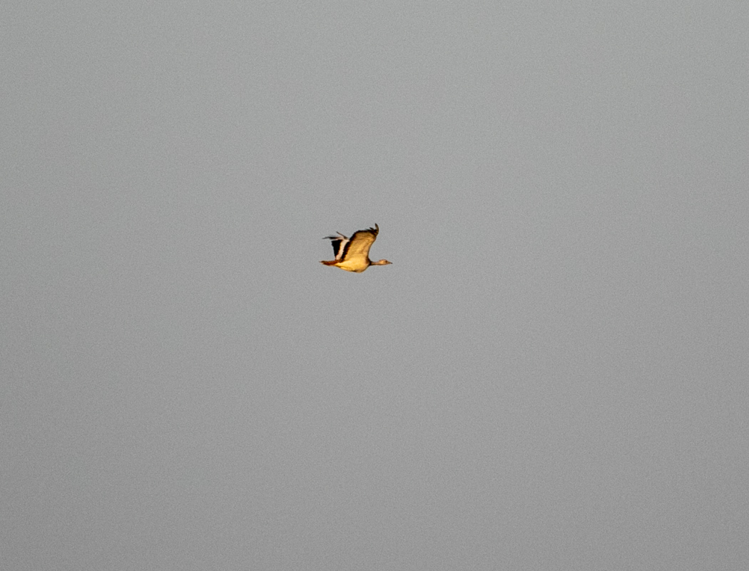 Great Bustard