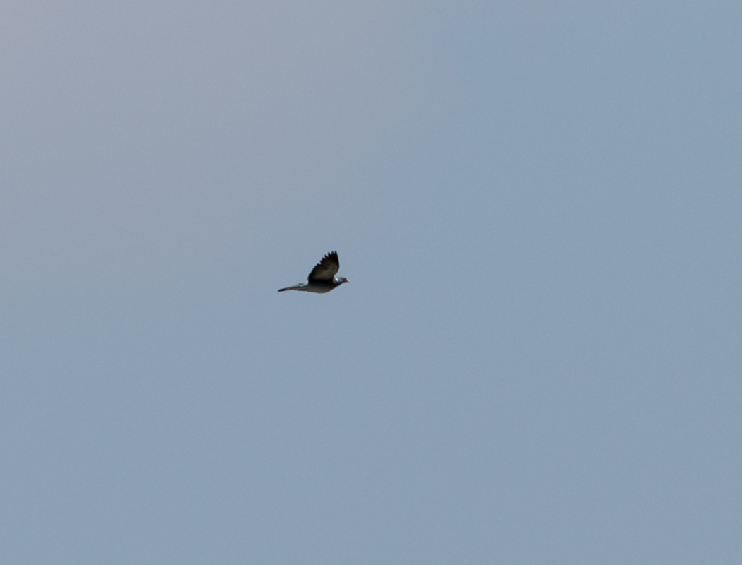 Common Wood Pigeon