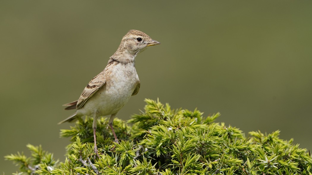 Greater Short-toed Lark