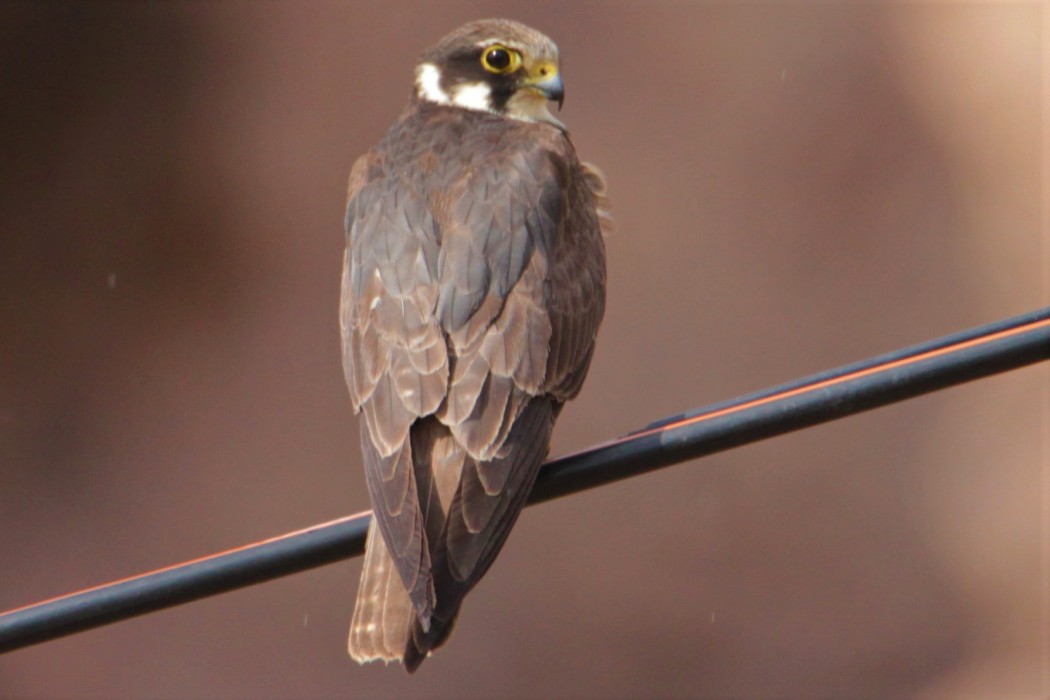 Eurasian Hobby