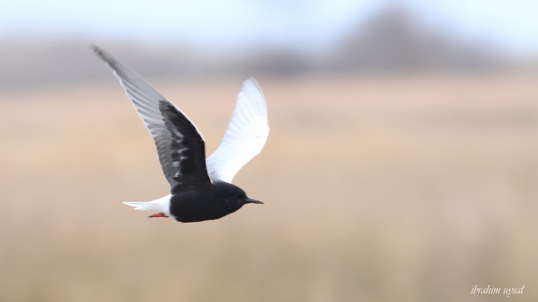 White-winged Tern