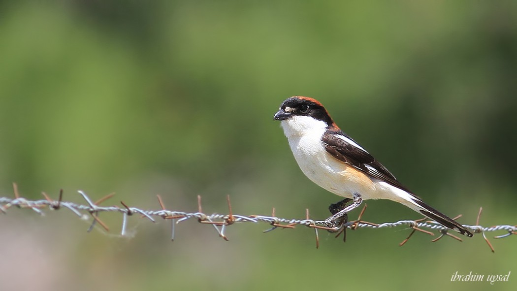 Woodchat Shrike