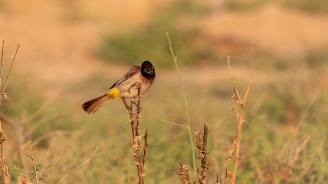White-spectacled Bulbul