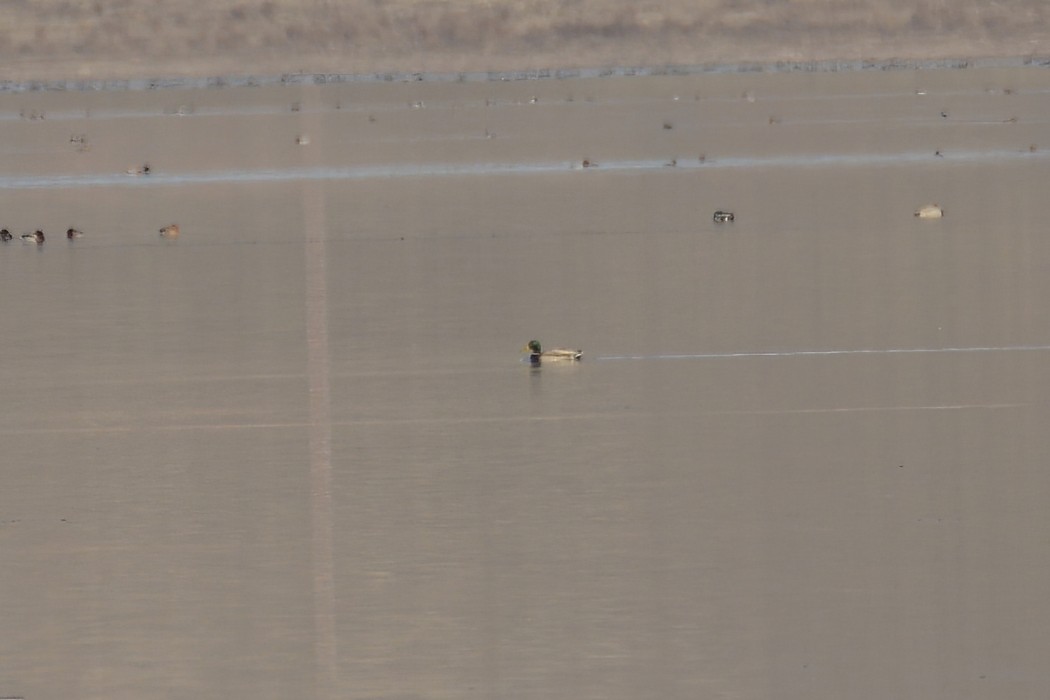 Mallard