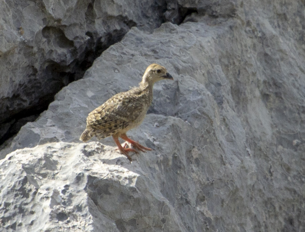 Chukar Partridge
