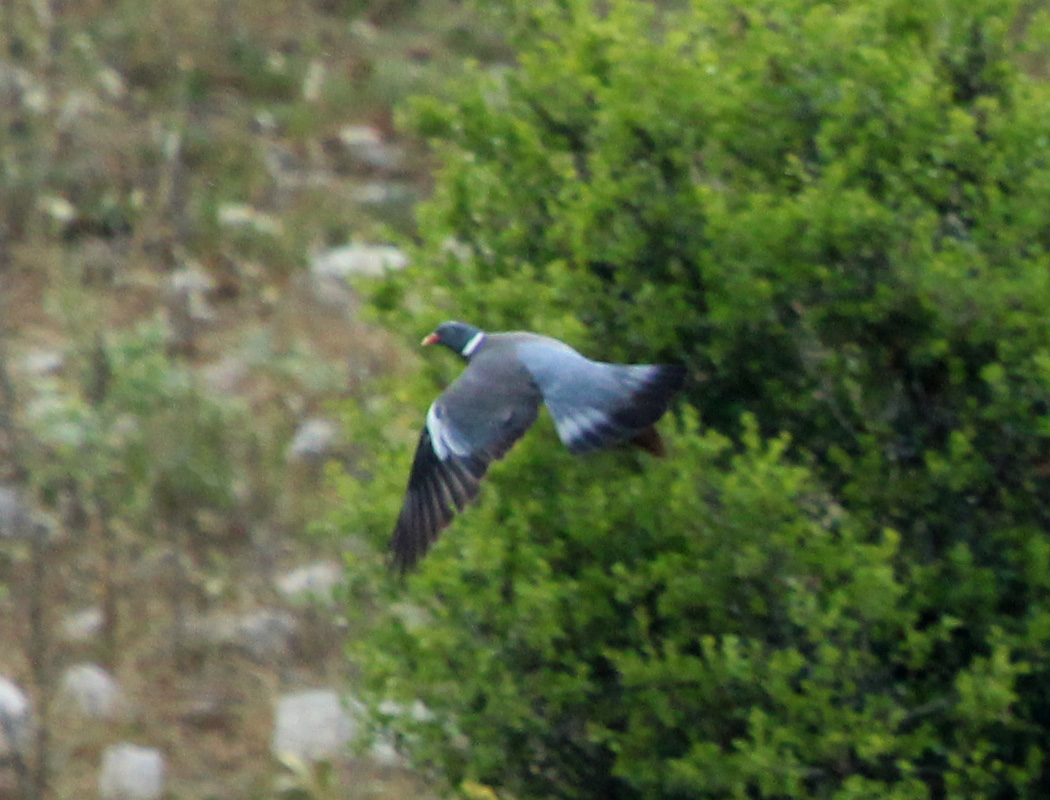 Common Wood Pigeon
