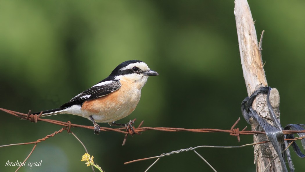 Masked Shrike