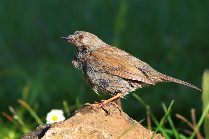 Dunnock