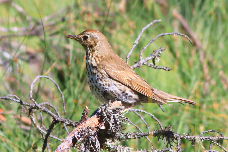 Song Thrush