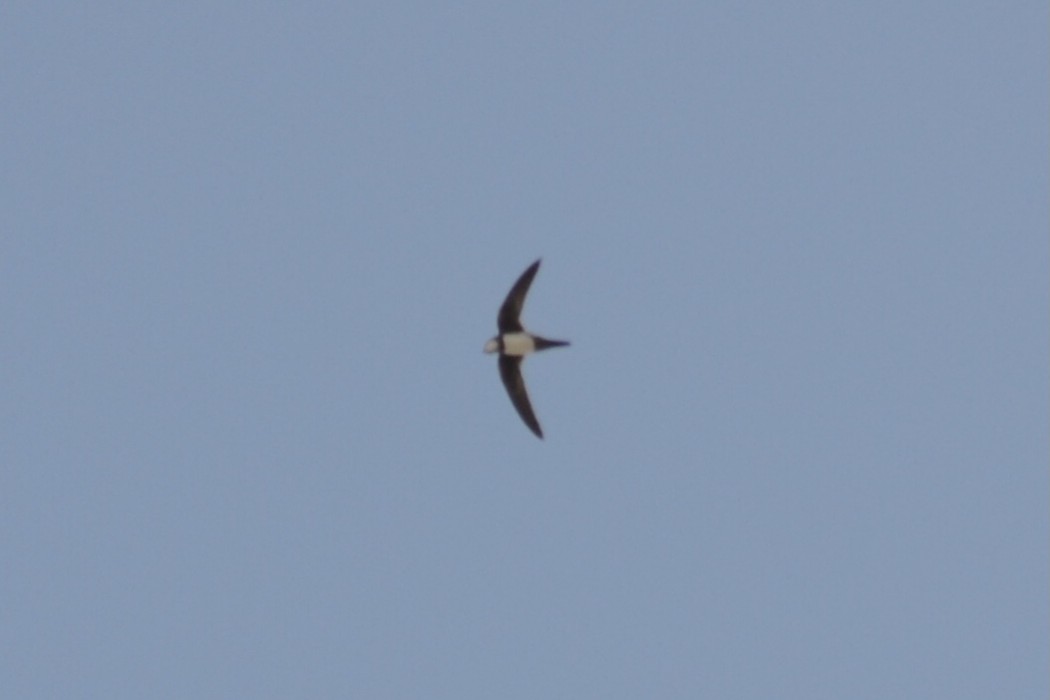 Alpine Swift
