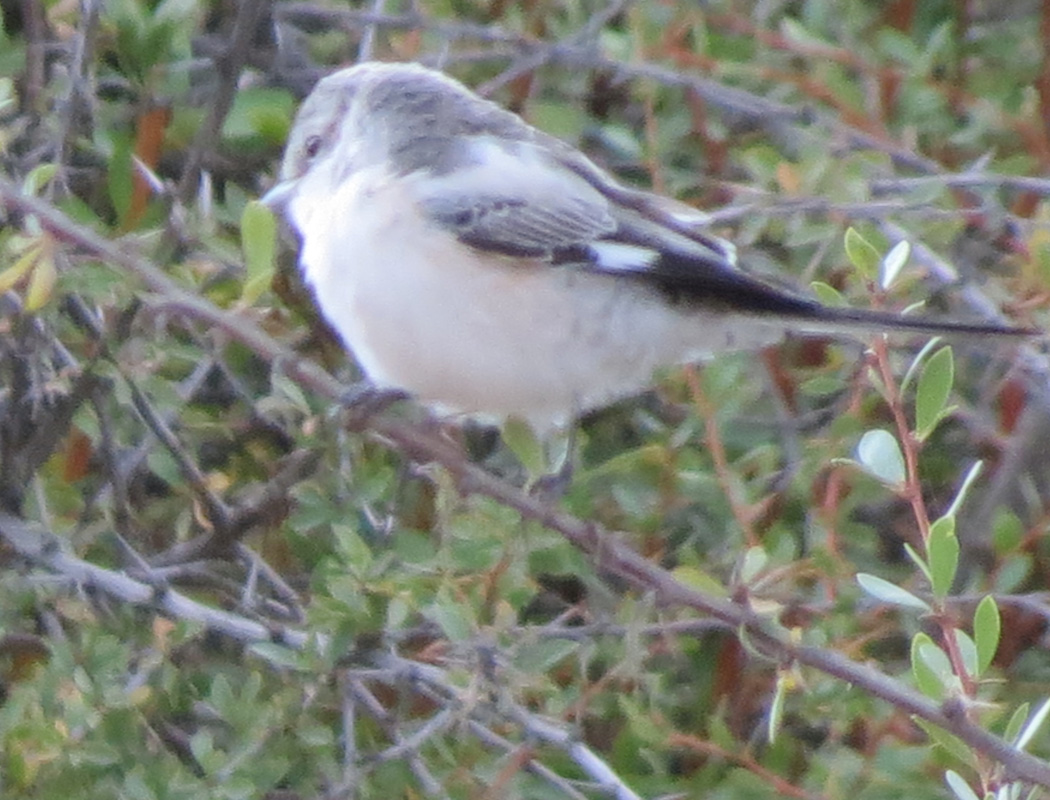Masked Shrike