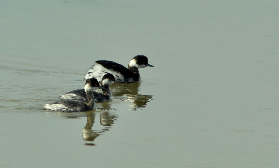 Black-necked Grebe