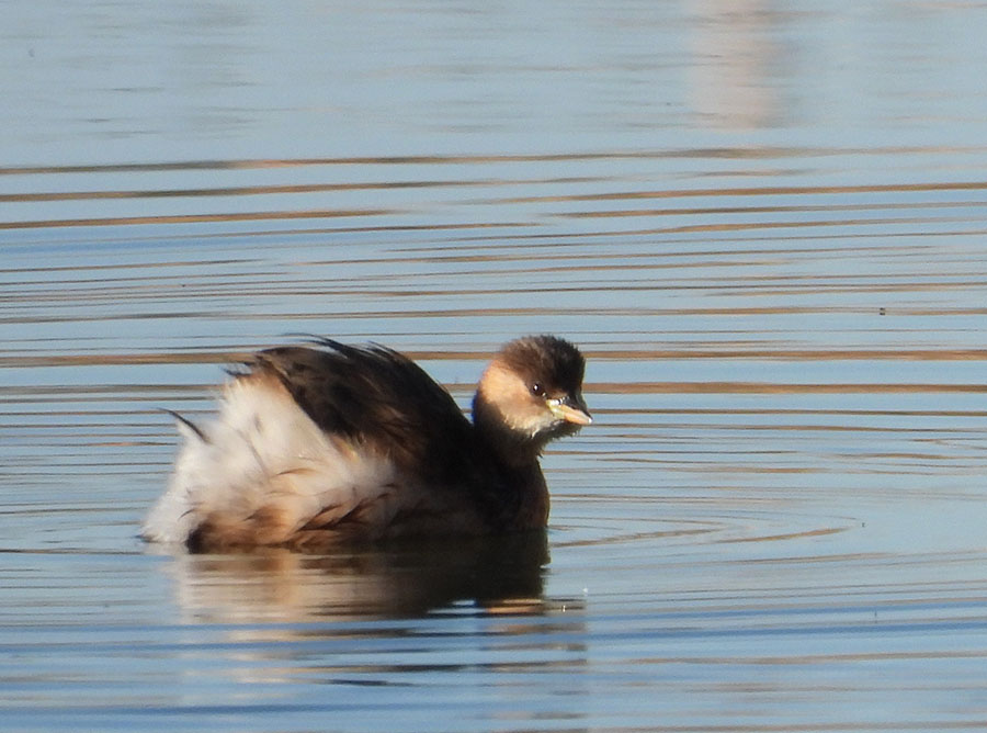 Little Grebe
