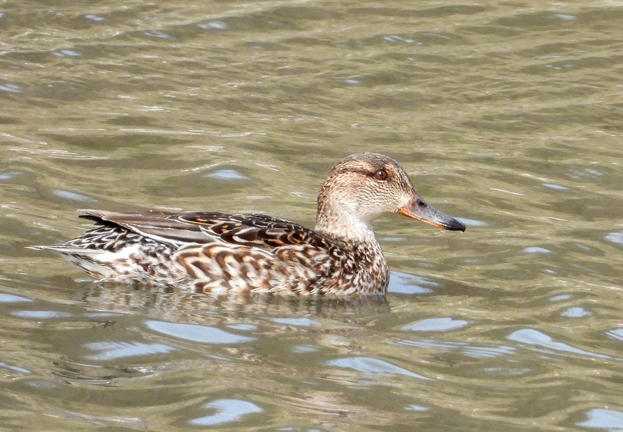 Eurasian Teal
