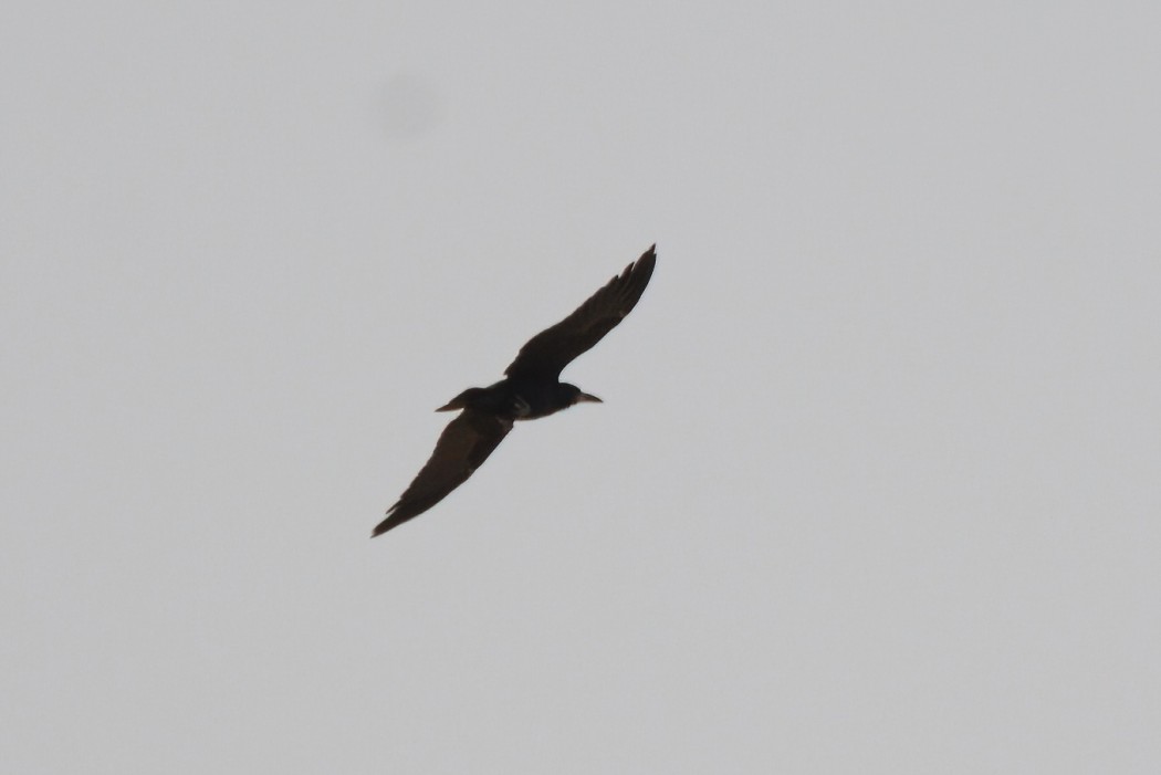 Rook
