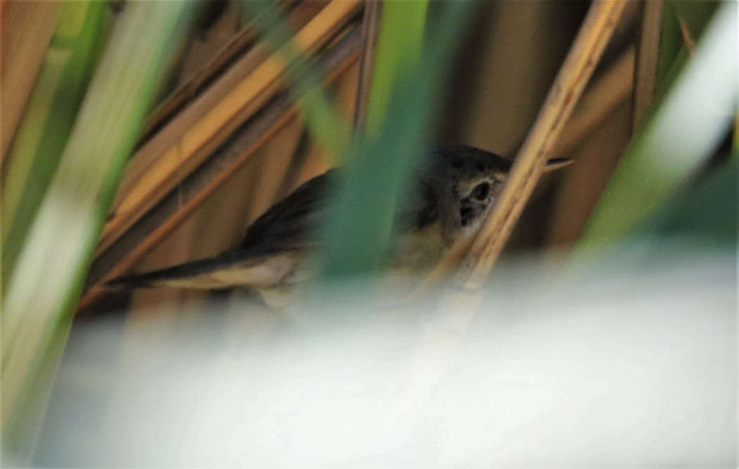 Bıyıklı Kamışçın